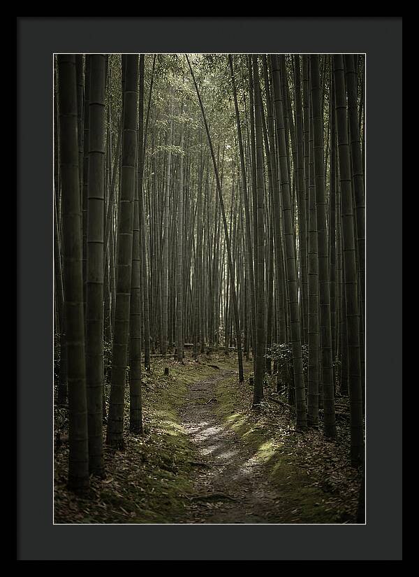 Tranquil Journey Through Bamboo Forest