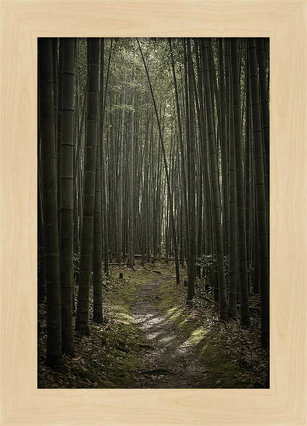 Tranquil Journey Through Bamboo Forest