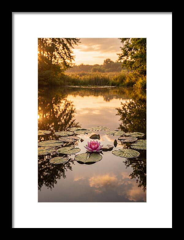 Tranquil Lotus Reflections
