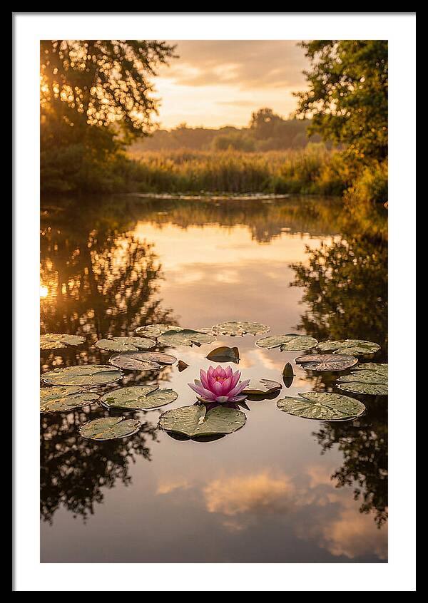Tranquil Lotus Reflections