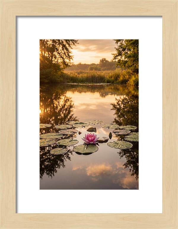 Tranquil Lotus Reflections