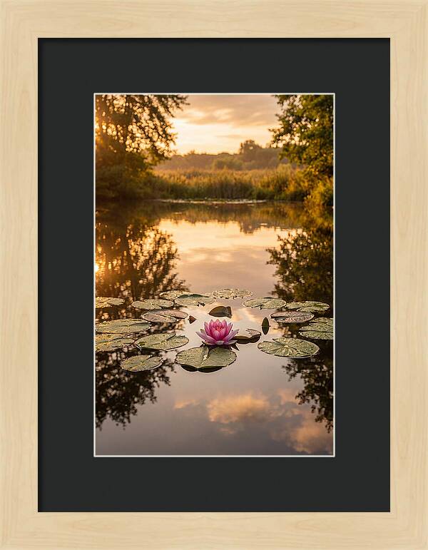 Tranquil Lotus Reflections