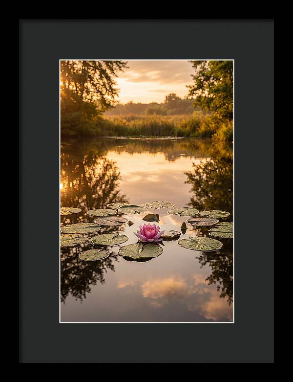 Tranquil Lotus Reflections