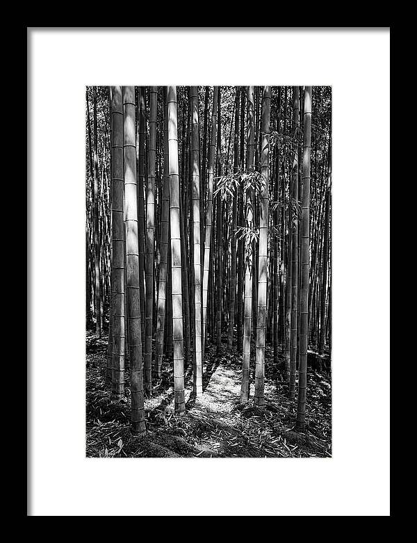 Tranquil Moments In Arashiyama Bamboo