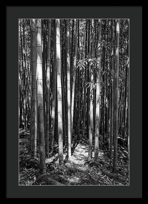 Tranquil Moments In Arashiyama Bamboo