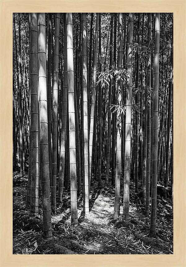 Tranquil Moments In Arashiyama Bamboo