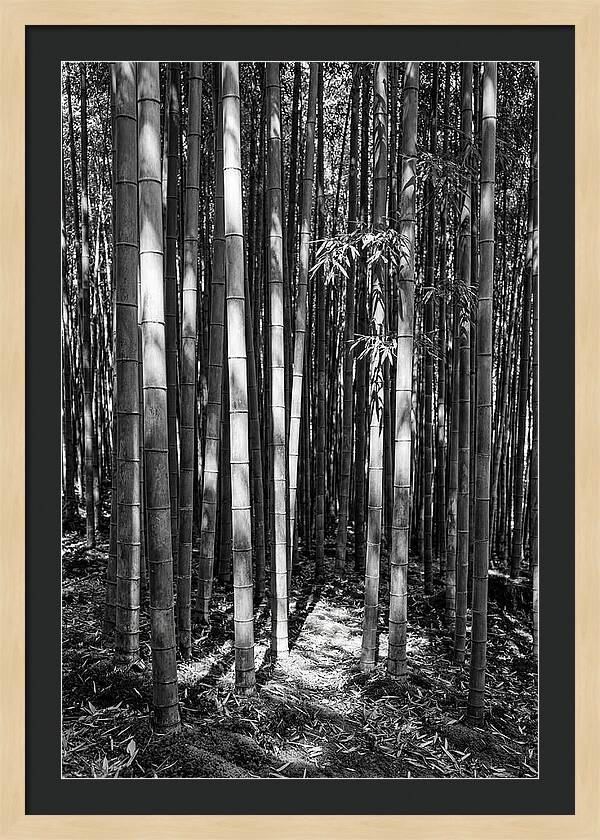 Tranquil Moments In Arashiyama Bamboo