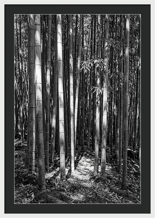 Tranquil Moments In Arashiyama Bamboo