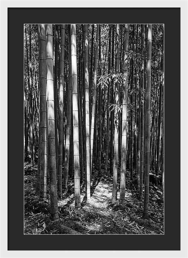 Tranquil Moments In Arashiyama Bamboo