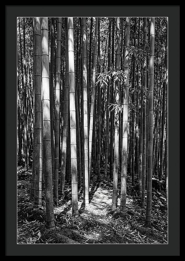Tranquil Moments In Arashiyama Bamboo