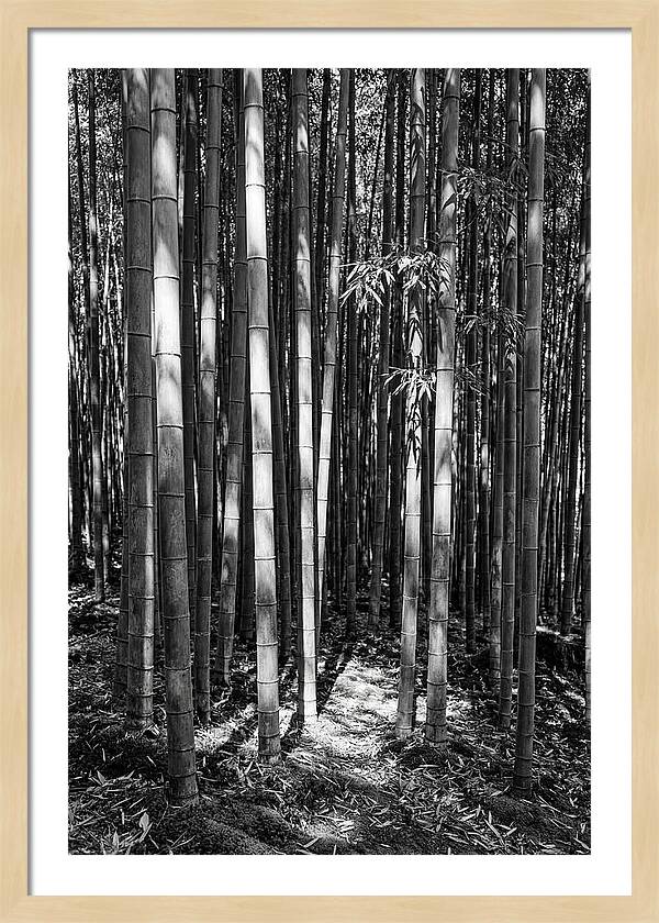 Tranquil Moments In Arashiyama Bamboo