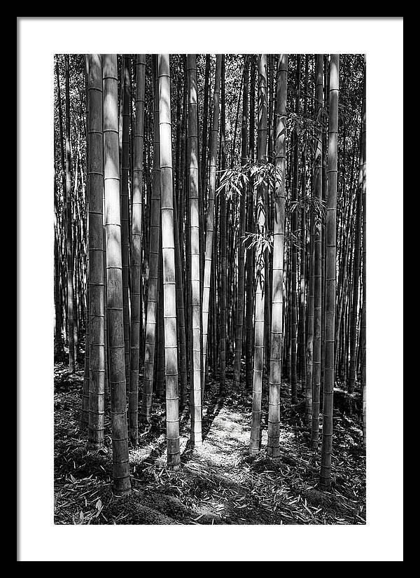 Tranquil Moments In Arashiyama Bamboo