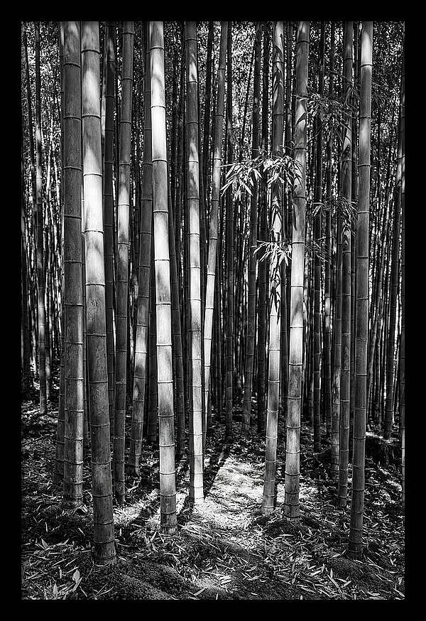 Tranquil Moments In Arashiyama Bamboo