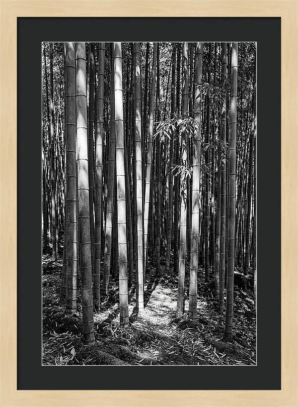 Tranquil Moments In Arashiyama Bamboo