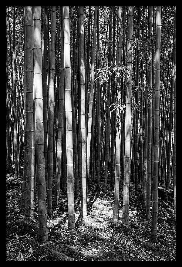 Tranquil Moments In Arashiyama Bamboo