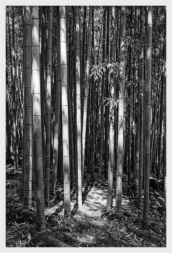 Tranquil Moments In Arashiyama Bamboo