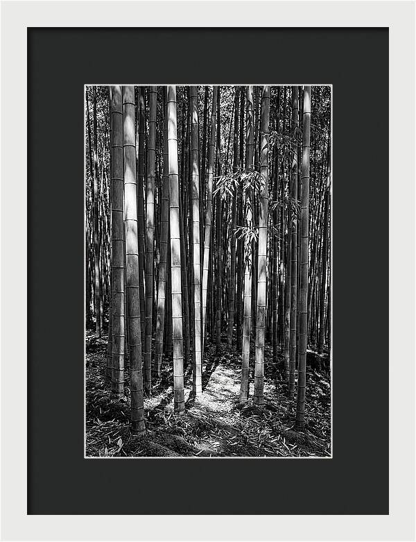 Tranquil Moments In Arashiyama Bamboo