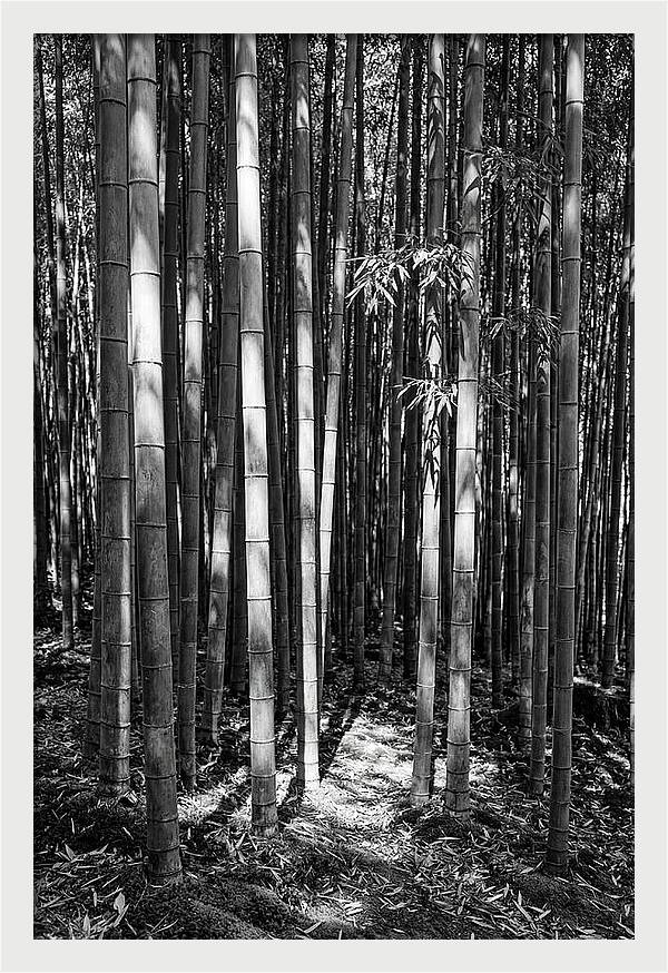 Tranquil Moments In Arashiyama Bamboo
