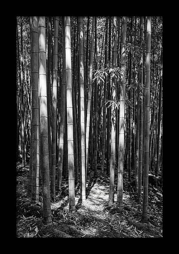 Tranquil Moments In Arashiyama Bamboo