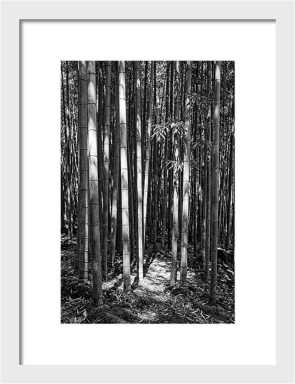 Tranquil Moments In Arashiyama Bamboo