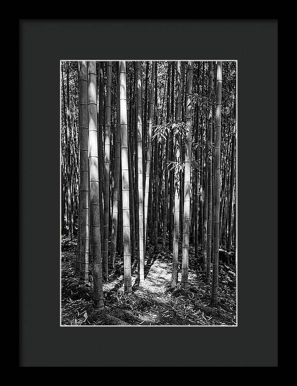 Tranquil Moments In Arashiyama Bamboo