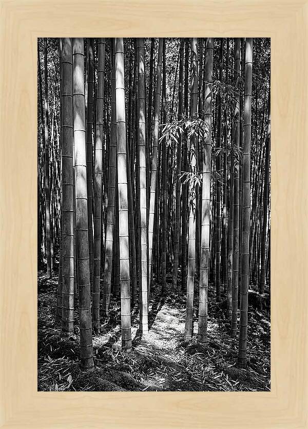 Tranquil Moments In Arashiyama Bamboo