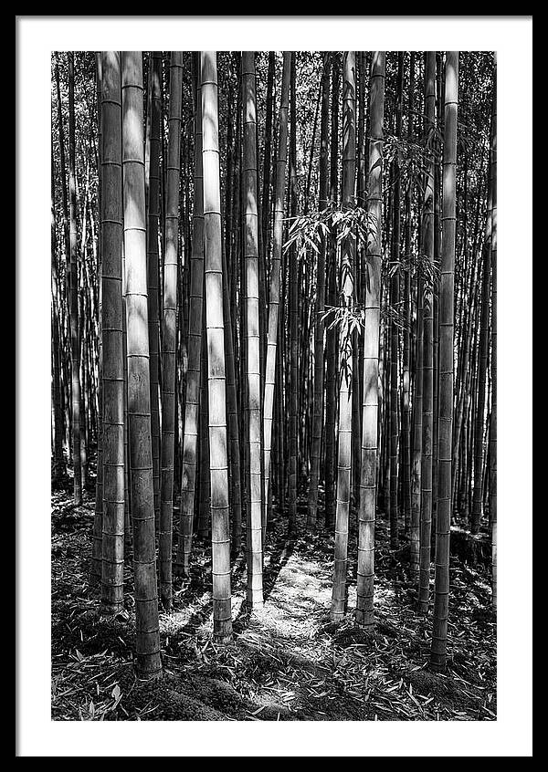 Tranquil Moments In Arashiyama Bamboo