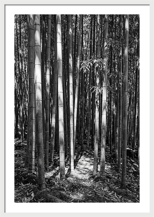 Tranquil Moments In Arashiyama Bamboo