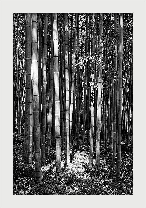 Tranquil Moments In Arashiyama Bamboo