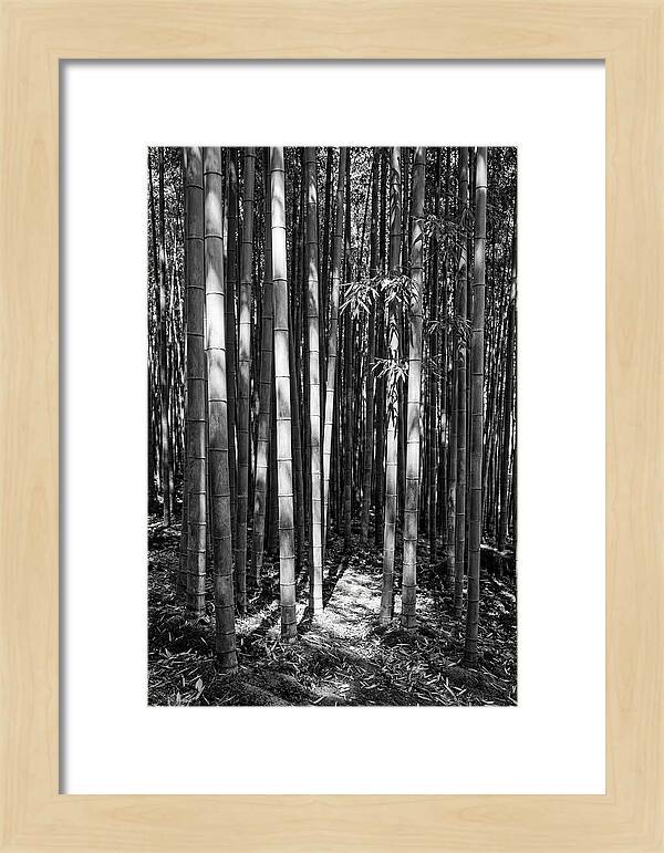 Tranquil Moments In Arashiyama Bamboo