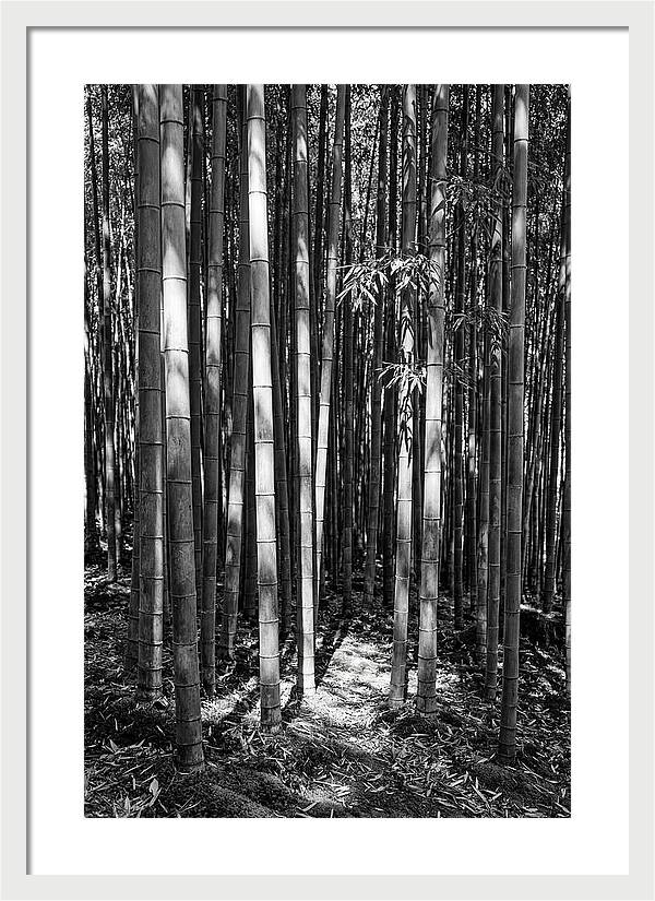 Tranquil Moments In Arashiyama Bamboo