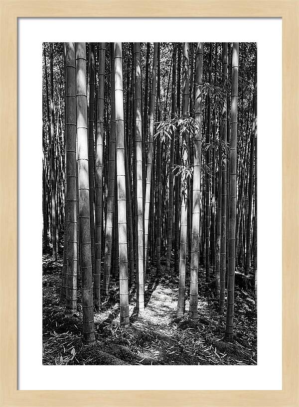 Tranquil Moments In Arashiyama Bamboo
