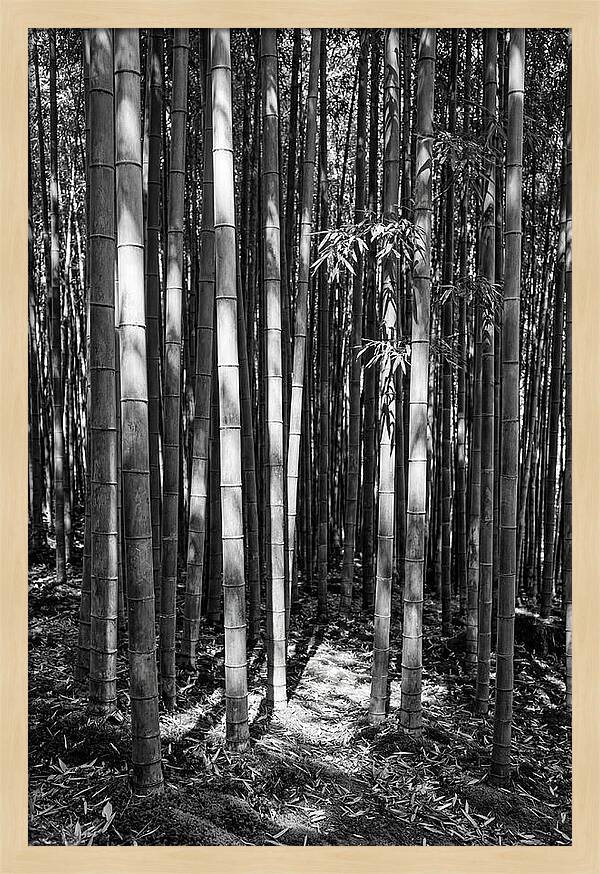 Tranquil Moments In Arashiyama Bamboo