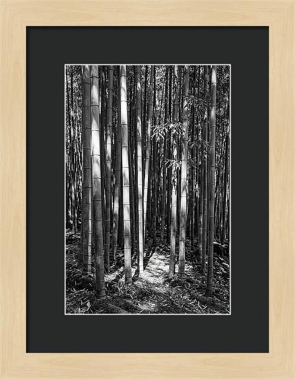 Tranquil Moments In Arashiyama Bamboo