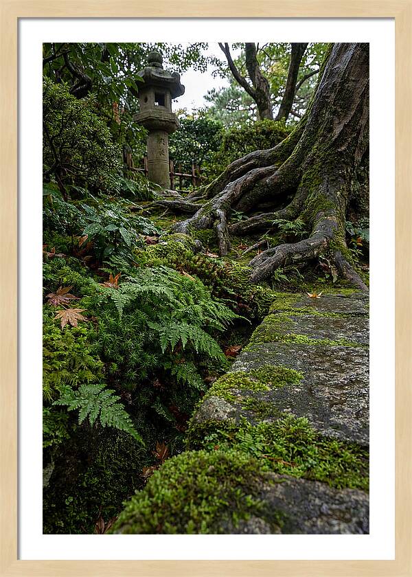 Tranquil Moments In Kenrokuen Garden