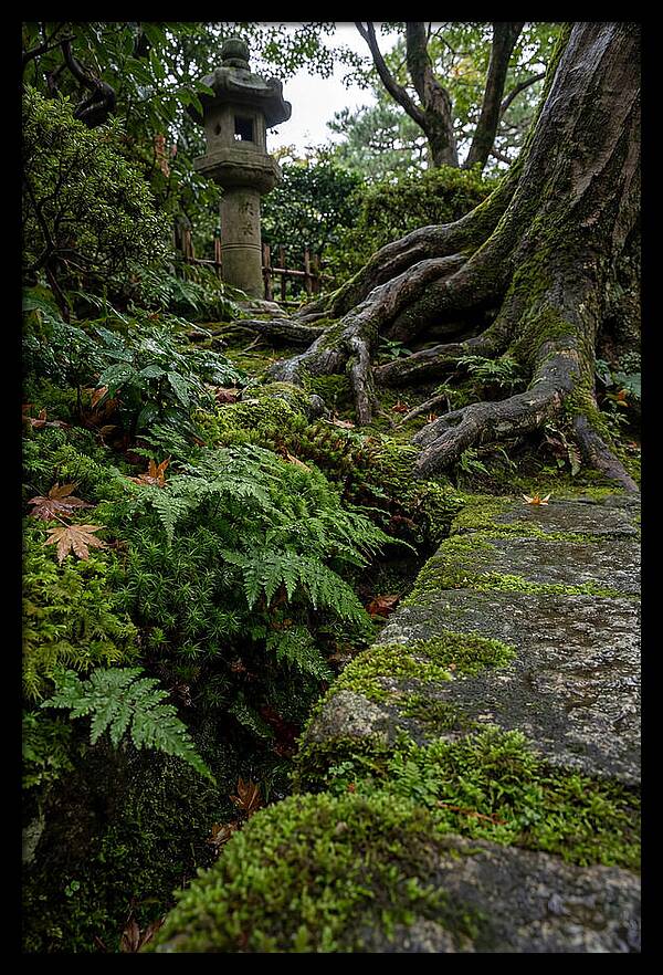 Tranquil Moments In Kenrokuen Garden