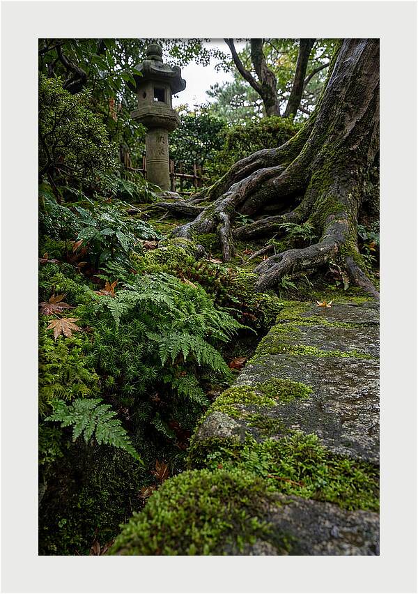 Tranquil Moments In Kenrokuen Garden
