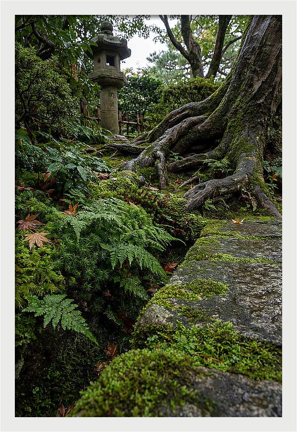 Tranquil Moments In Kenrokuen Garden