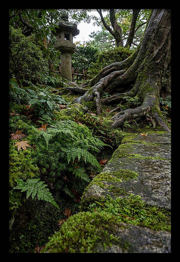 Tranquil Moments In Kenrokuen Garden