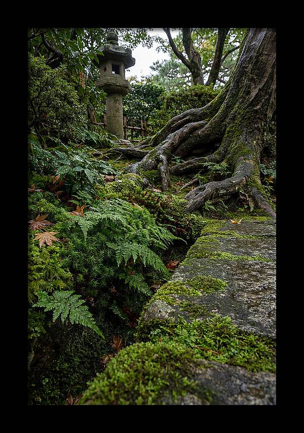 Tranquil Moments In Kenrokuen Garden