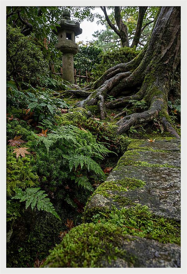 Tranquil Moments In Kenrokuen Garden