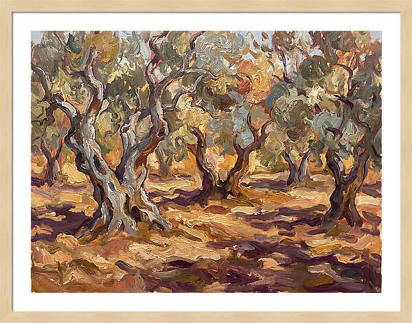 Tranquil Olive Grove 6092