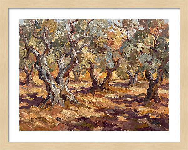 Tranquil Olive Grove 6092