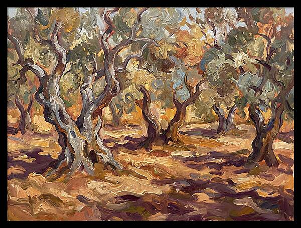 Tranquil Olive Grove 6092