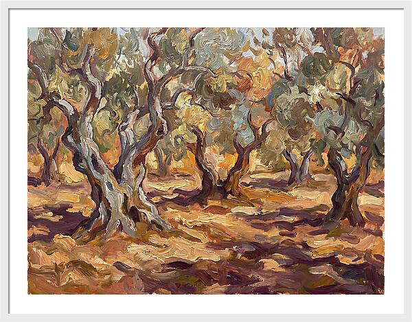 Tranquil Olive Grove 6092