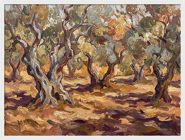 Tranquil Olive Grove 6092