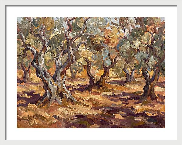 Tranquil Olive Grove 6092