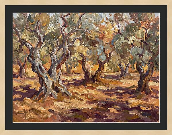 Tranquil Olive Grove 6092