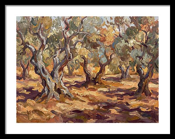 Tranquil Olive Grove 6092