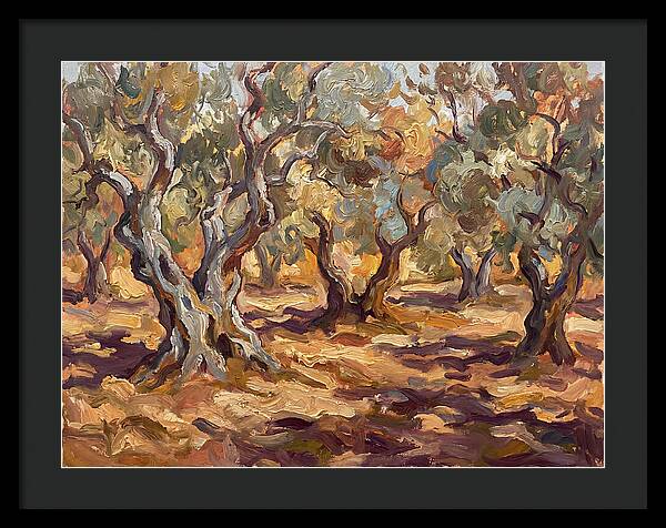 Tranquil Olive Grove 6092